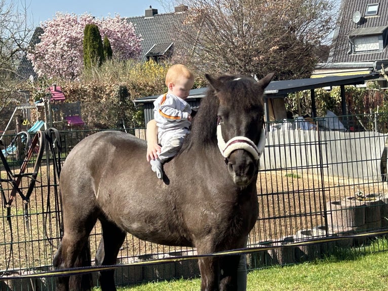 Exmoor Pony Wallach 5 Jahre 126 cm Schwarzbrauner in Kerpen