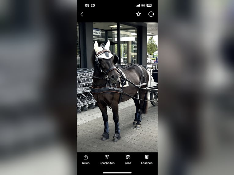 Exmoor Pony Wallach 5 Jahre 126 cm Schwarzbrauner in Kerpen