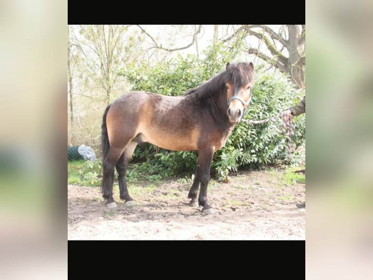 Exmoor Pony Wallach 5 Jahre 130 cm Brauner in Waren Müritz