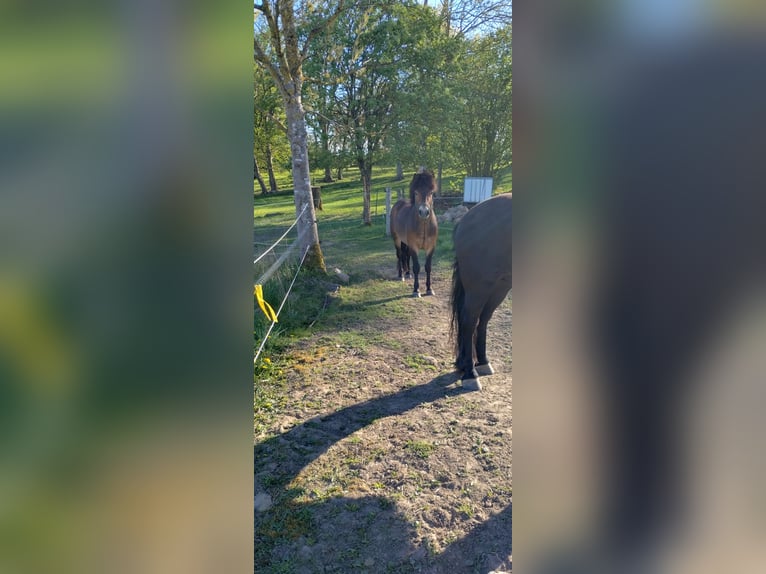 Exmoor Pony Wallach 5 Jahre 130 cm Brauner in Waren Müritz