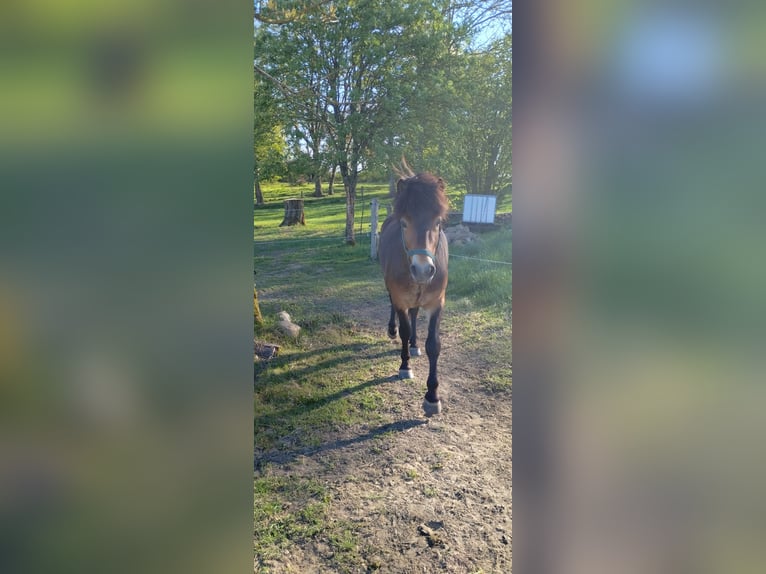 Exmoor Pony Wallach 5 Jahre 130 cm Brauner in Waren Müritz