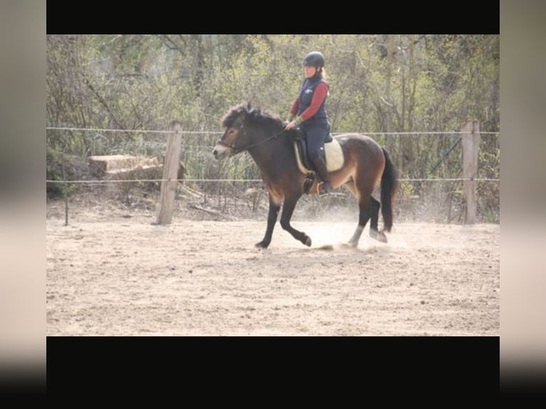Exmoor Pony Wallach 5 Jahre 130 cm Brauner in Waren Müritz