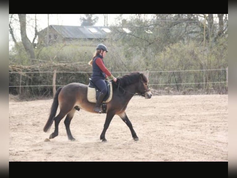Exmoor Pony Wallach 5 Jahre 130 cm Brauner in Waren Müritz