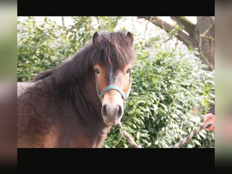Exmoor Pony Wallach 5 Jahre 130 cm Brauner in Waren Müritz