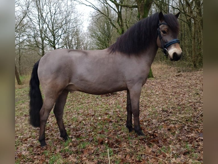 Exmoor Pony Wallach 8 Jahre 122 cm Brauner in Luinjeberd