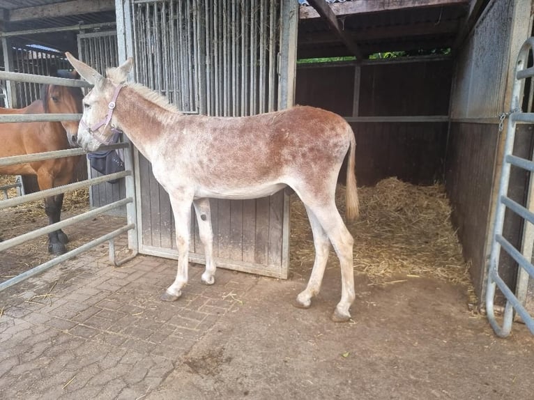 Ezel Hengst 11 Jaar 137 cm Vos in Euskirchen
