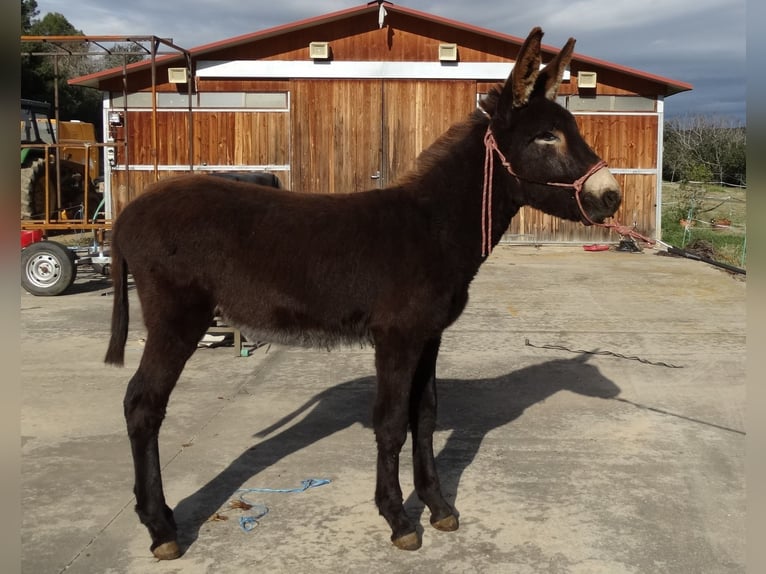 Ezel Hengst 1 Jaar 150 cm Zwart in Calabuig
