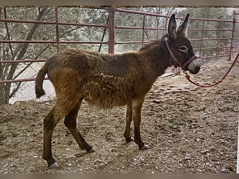 Ezel Mix Hengst 2 Jaar 120 cm Donkerbruin in MalagaMalaga