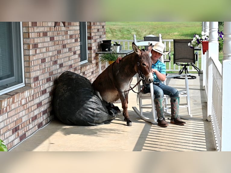 Ezel Hengst 2 Jaar 89 cm Schimmel in Fresno