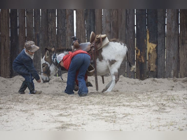 Ezel Hengst 3 Jaar 104 cm Gevlekt-paard in Sulphur Springs