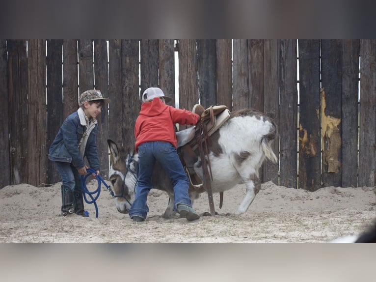 Ezel Hengst 3 Jaar 104 cm Gevlekt-paard in Sulphur Springs