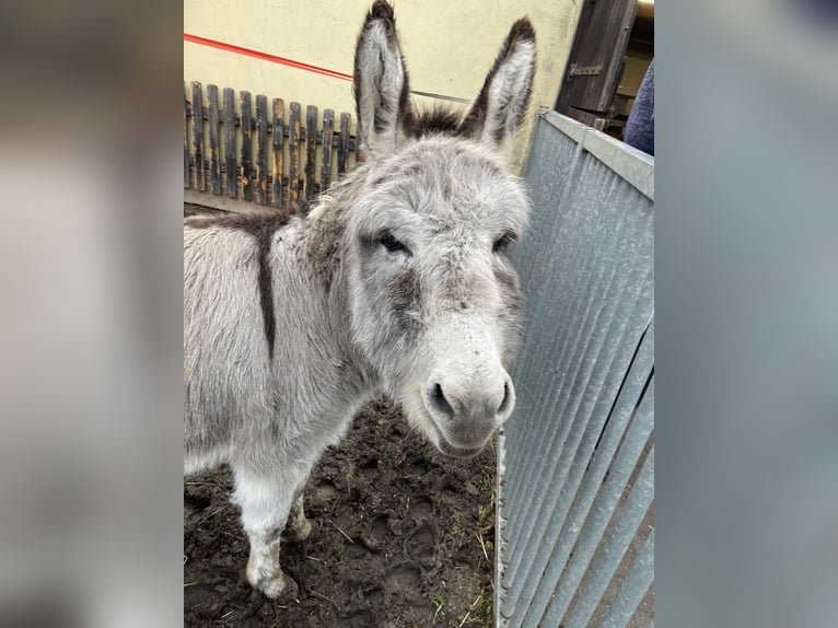 Ezel Hengst 4 Jaar 100 cm  in Greppin