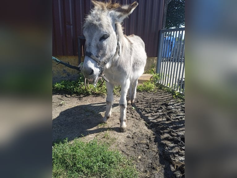 Ezel Hengst 4 Jaar 100 cm  in Greppin