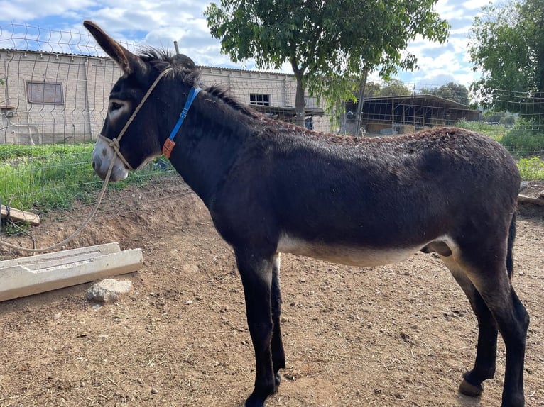 Ezel Hengst 4 Jaar 151 cm Zwart in BERGA, BARCELONA