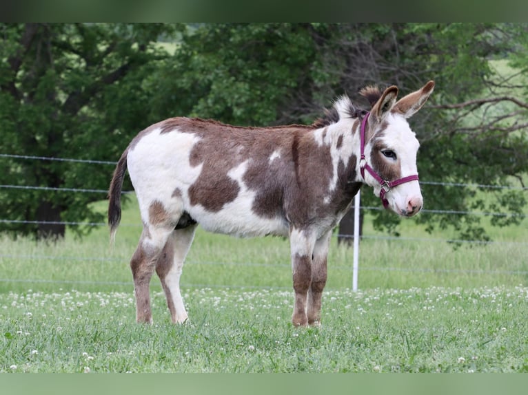Ezel Hengst 5 Jaar 86 cm Gevlekt-paard in Purdy, MO
