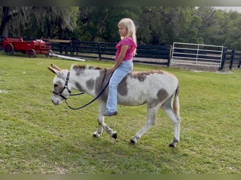 Ezel Hengst 5 Jaar 99 cm Gevlekt-paard in Ocala