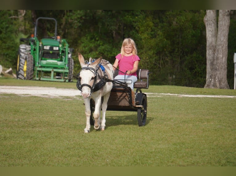Ezel Hengst 5 Jaar 99 cm Gevlekt-paard in Ocala