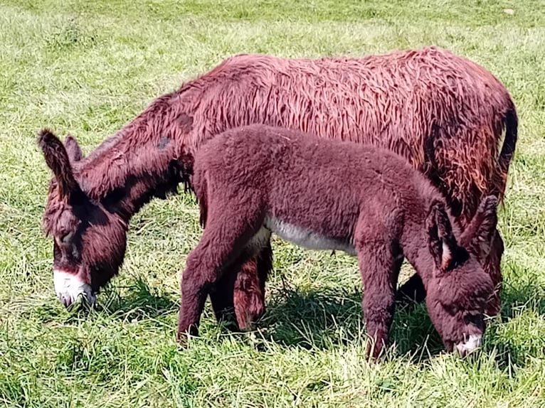 Ezel Hengst 6 Jaar 130 cm Donkerbruin in Marly-Gomont