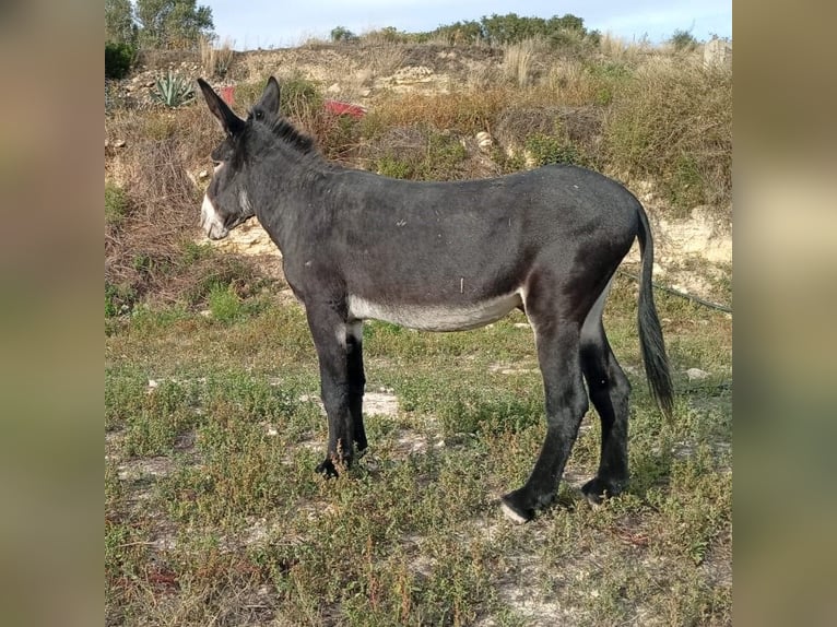 Ezel Hengst 6 Jaar 151 cm Zwart in BERGA, BARCELONA