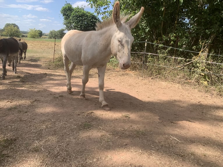 Ezel Mix Hengst 7 Jaar 120 cm Cremello in Wettin
