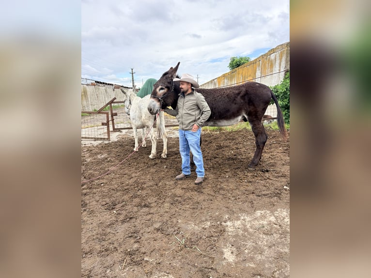 Ezel Hengst 7 Jaar 151 cm Zwart in Sancraiu de Mureș