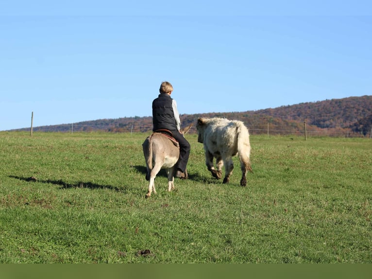Ezel Hengst 7 Jaar 81 cm Schimmel in Rebersburg