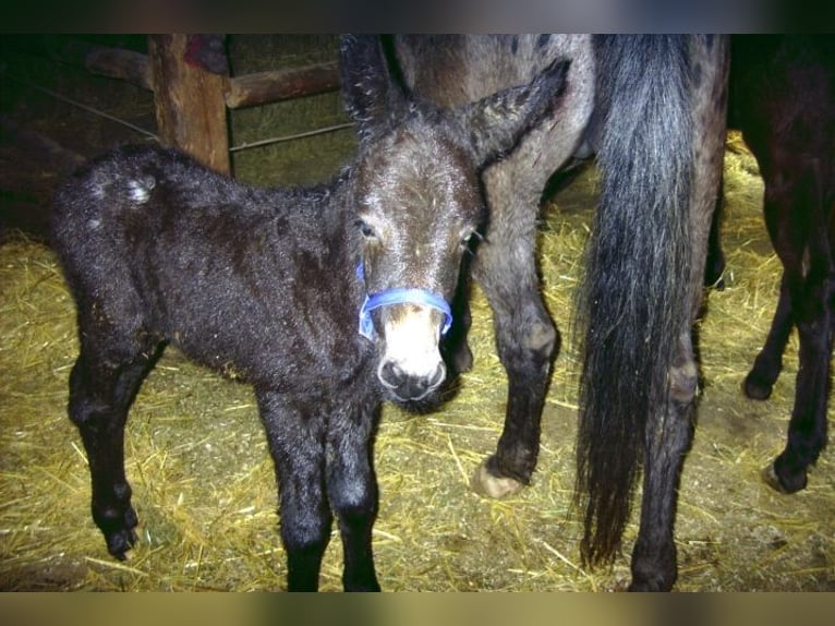 Ezel Hengst Donkerbruin in Gie&#xDF;en