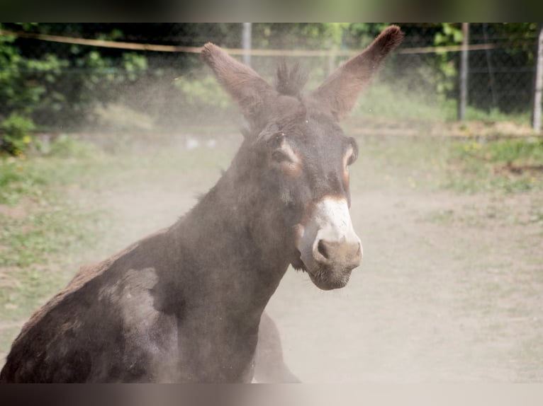 Ezel Hengst Donkerbruin in Gießen