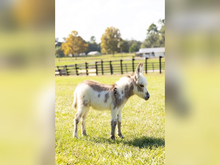 Ezel Hengst Veulen (01/2026) 64 cm Gevlekt-paard in Ocala