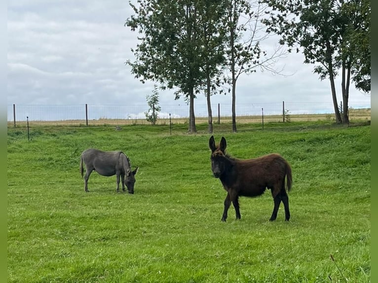 Ezel Hengst Veulen (05/2025) 75 cm Zwartbruin in Gahlenz