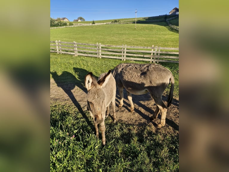 Ezel Hengst Veulen (05/2026)  in Lasaberg