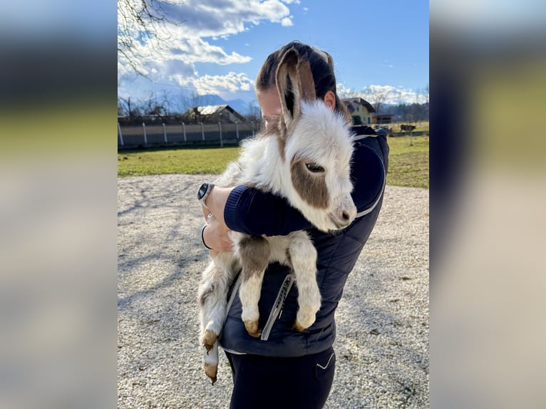 Ezel Hengst Veulen (02/2026) Gevlekt-paard in Tainach