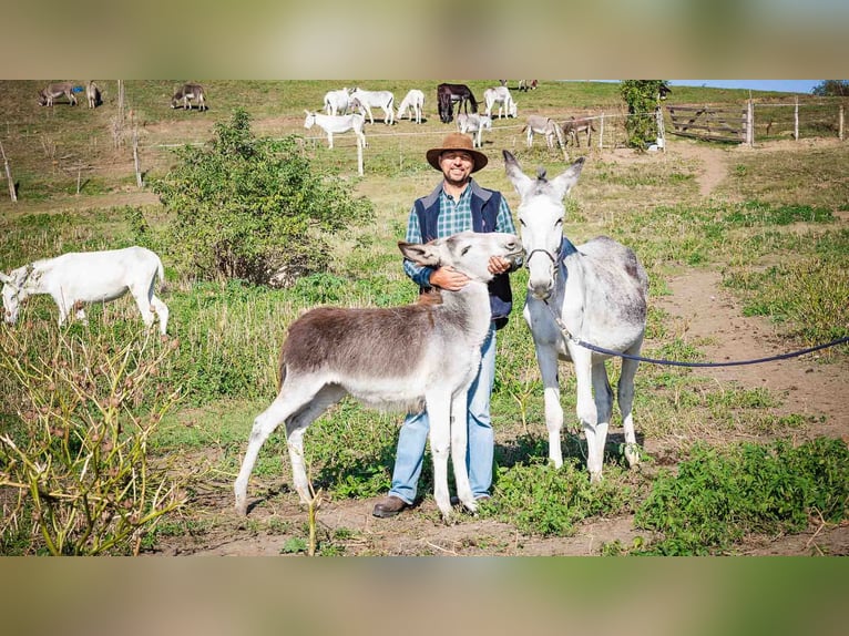 Ezel Merrie 10 Jaar 145 cm Lichtbruin in Sancraiu de Mureș