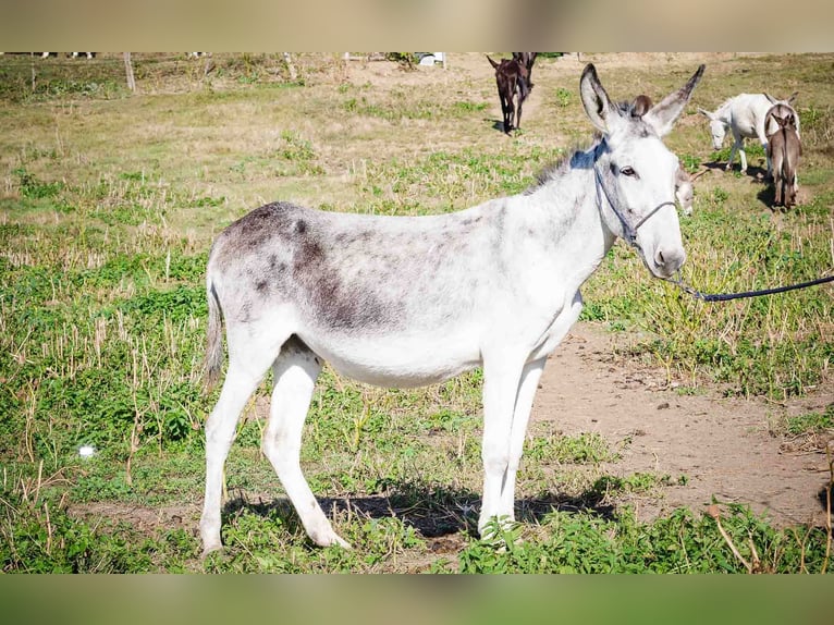 Ezel Merrie 10 Jaar 145 cm Lichtbruin in Sancraiu de Mureș
