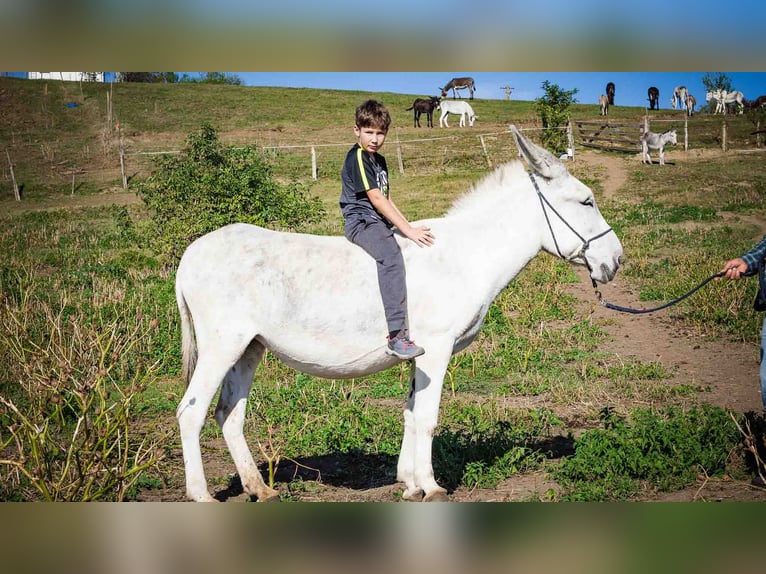 Ezel Merrie 10 Jaar 145 cm Lichtbruin in Sancraiu de Mureș