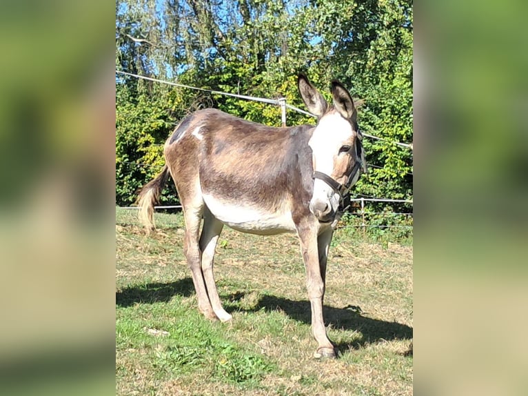 Ezel Merrie 11 Jaar 115 cm Gevlekt-paard in Bayerbach
