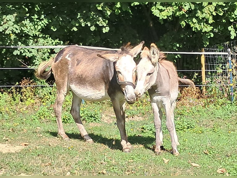 Ezel Merrie 11 Jaar 115 cm Gevlekt-paard in Bayerbach