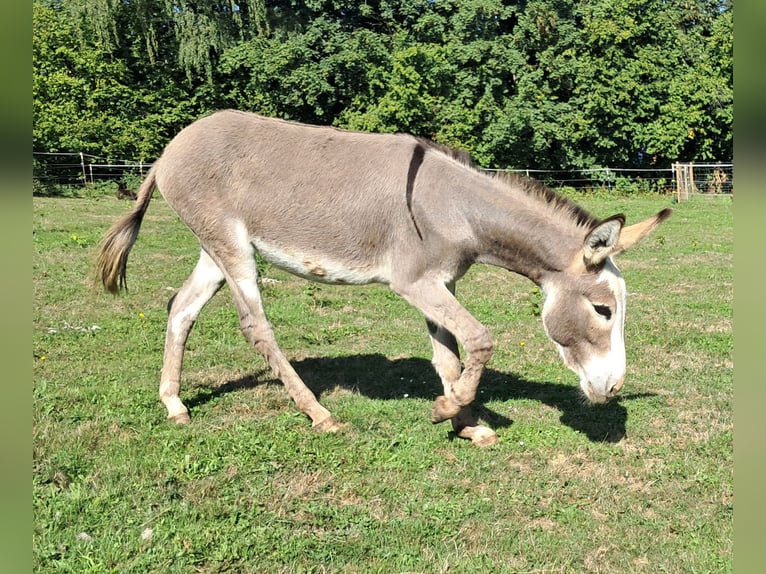 Ezel Merrie 11 Jaar 115 cm Gevlekt-paard in Bayerbach
