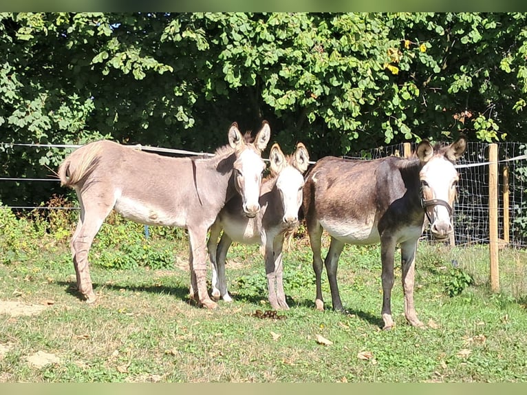 Ezel Merrie 11 Jaar 115 cm Gevlekt-paard in Bayerbach