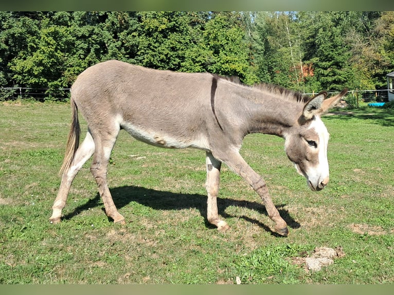 Ezel Merrie 11 Jaar 115 cm Gevlekt-paard in Bayerbach