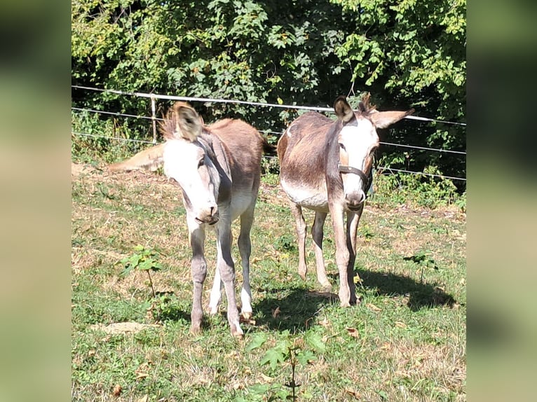 Ezel Merrie 11 Jaar 115 cm Gevlekt-paard in Bayerbach