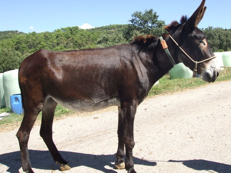 Ezel Merrie 13 Jaar 160 cm Zwart in BERGA, BARCELONA