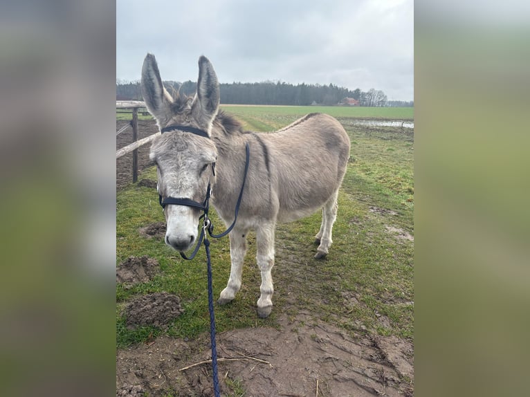 Ezel Merrie 15 Jaar 135 cm in D&#xF6;tlingen