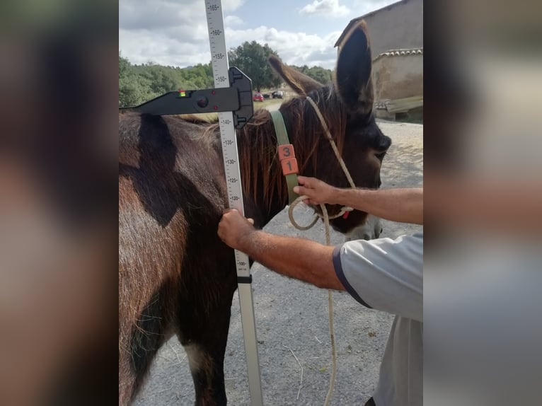 Ezel Merrie 15 Jaar 143 cm Zwart in BERGA, BARCELONA