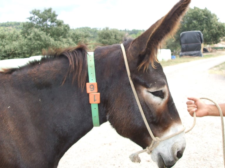 Ezel Merrie 15 Jaar 145 cm Zwart in BERGA, BARCELONA