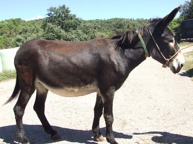 Ezel Merrie 16 Jaar 151 cm Zwart in BERGA, BARCELONA