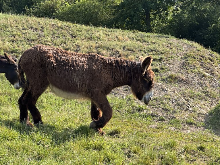 Ezel Merrie 17 Jaar 152 cm Donkerbruin in Bornich