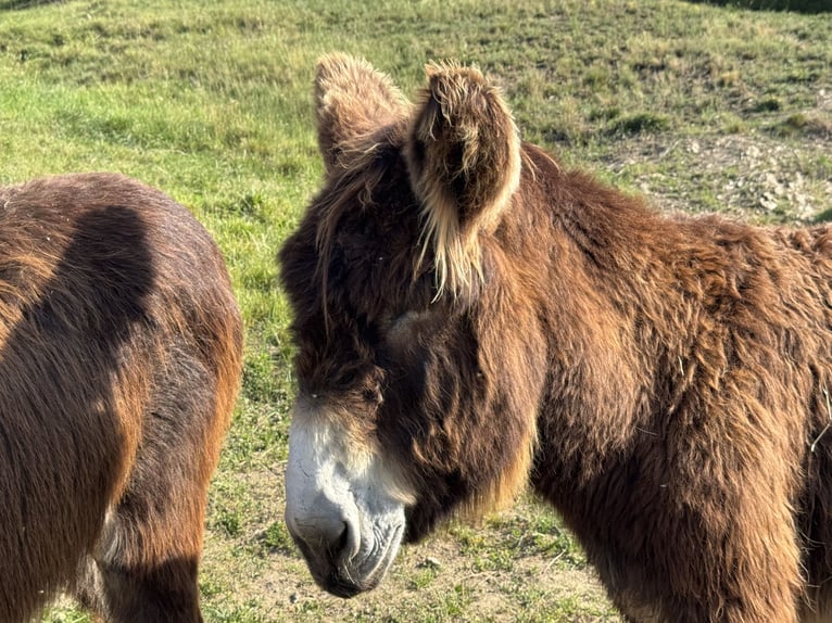 Ezel Merrie 17 Jaar 152 cm Donkerbruin in Bornich