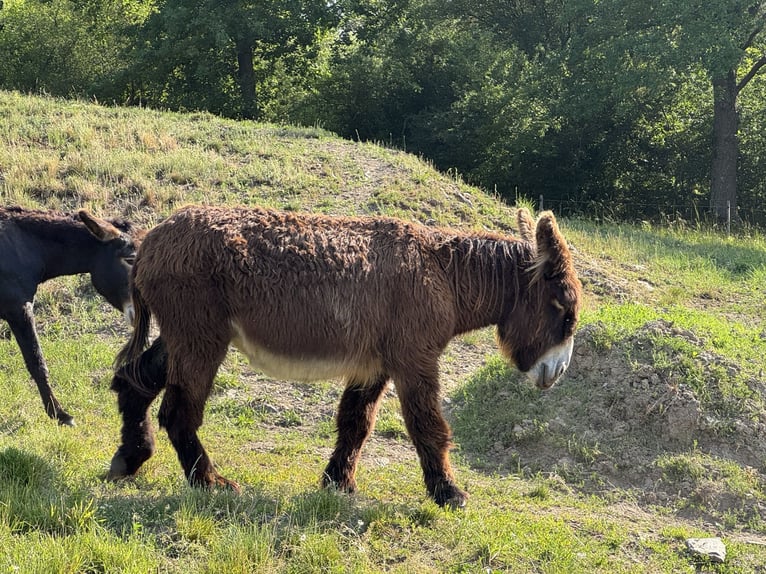 Ezel Merrie 17 Jaar 152 cm Donkerbruin in Bornich