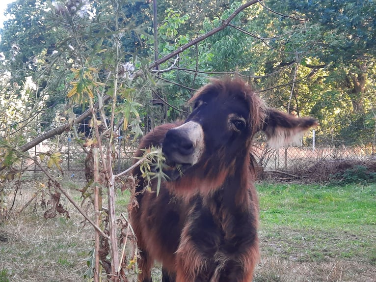 Ezel Merrie 1 Jaar 100 cm Donkerbruin in Kümmernitztal